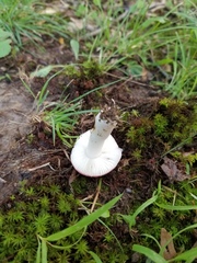 Russula subtilis