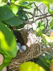 Emberiza flaviventris