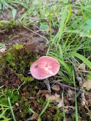 Russula subtilis