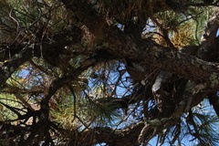 Dryobates arizonae