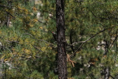 Dryobates arizonae