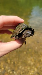 Sternotherus carinatus