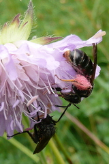 Andrena hattorfiana