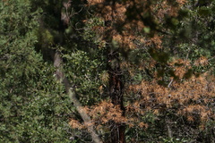 Dryobates arizonae