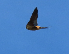 Cecropis cucullata