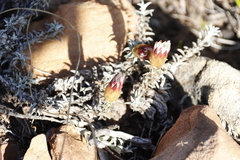 Helichrysum retortum
