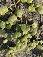 Calystegia soldanella