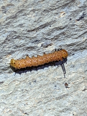 Anisota oslari
