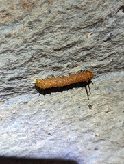 Anisota oslari