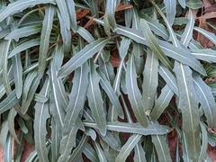 Camissoniopsis