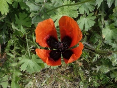 Papaver argemone