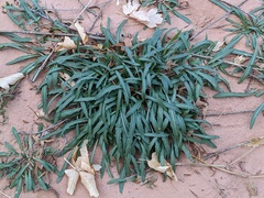 Camissoniopsis