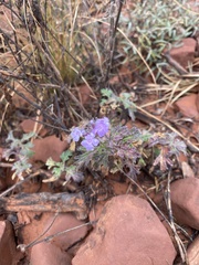 Glandularia gooddingii