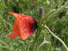 Papaver argemone