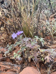 Glandularia gooddingii