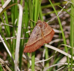 Metarranthis obfirmaria