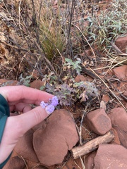 Glandularia gooddingii