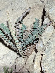 Astrolepis integerrima