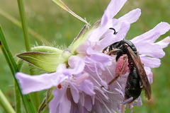 Andrena hattorfiana