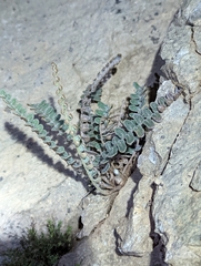 Astrolepis integerrima