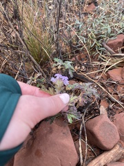 Glandularia gooddingii