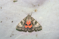 Catocala semirelicta