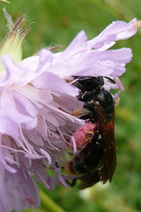 Andrena hattorfiana