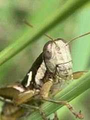 Paraidemona