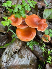 Paralepista flaccida