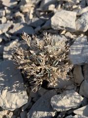 Physaria subumbellata