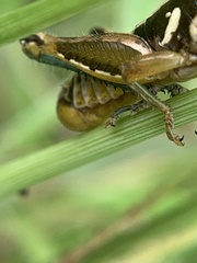 Paraidemona