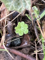 Geranium molle