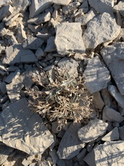 Physaria subumbellata