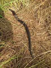 Lampropeltis holbrooki