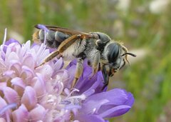 Andrena hattorfiana