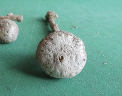 Tulostoma cretaceum
