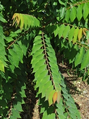 Phyllanthus acidus