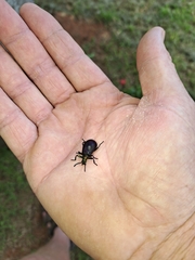 Metallonotus aerugineus