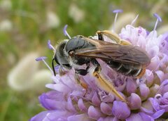 Andrena hattorfiana