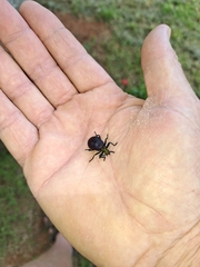 Metallonotus aerugineus