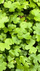 Apiales