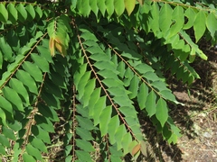 Phyllanthus acidus