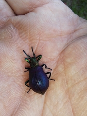 Metallonotus aerugineus