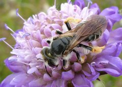 Andrena hattorfiana