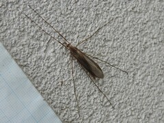 Tipula paludosa