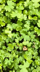 Apiales