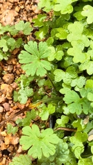 Apiales