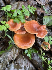 Paralepista flaccida