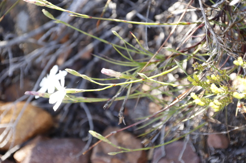 Image of Dianthus albens by (c) Tony Rebelo, some rights reserved (CC BY-SA)