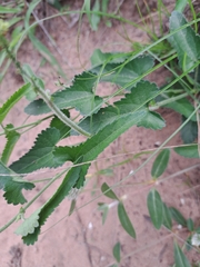 Urticaceae